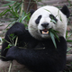 Illustration for article titled Secret Lives of Pandas Revealed by Electronic Stalking